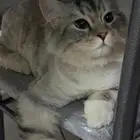ذكر العمر 6 شهور