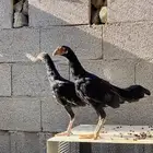 دجاج سندي