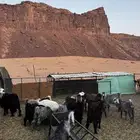 تيوس للبيع بالعلا جملة وتفريد