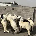 طليان سواكن بيض