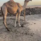 ابل