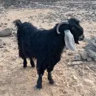 تيس فحل مشروط اسن ثني
