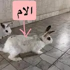 ارانب للبيع