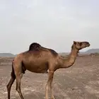 للبيع ناقه ساحليه