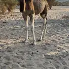 قعود احمر