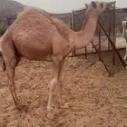 قعدان للبيع العدد 3 شي فاخر