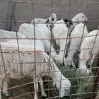 غنم فيها الدفيع ومضرييع