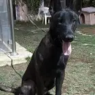 كلاب مالينو