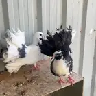 حمام رقاصي اناث
