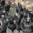 دجاج بلدي اسود العدد تقريبا  60 و8 فحول