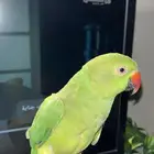 ببغاء دره هندي