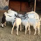 تيوس بلدي درجه اولى