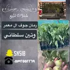 للبيع شتلات