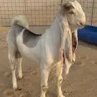 مشروع فحل هولندي