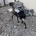 معزا عنزين وتيس