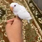 فرخ روز هدد داخلي خارجي.. مباع ..