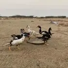 فروخ بط للبيع القنفذه