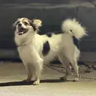 كلب شواوا