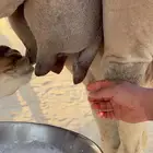 للبيع خلفه مصغر. انباعت الله يبارك لراعيها