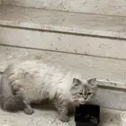 قط موجود بحي المزروعية الي له يتواصل معي