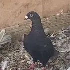 انثا زاجل زينه