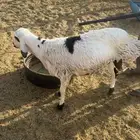 طلي حري