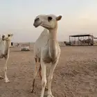 بكار حقايق طيبه
