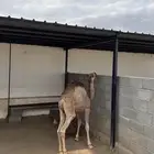 قعدان كفو
