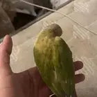 كنيور اليف جدا