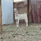 تيس طيب عمره ثلاث شهور ونص الموقع الخرجج