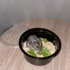 هامستر ونتر وايت ب 35 ريال