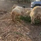 ضان للبيع. قرايب