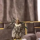 بكه هاده على الحمام وعلى الجرابيع وعلى القوقس ومريعي