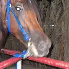 حصان شعبي