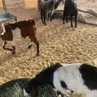 تيوس وبغران فل الفل بلديات