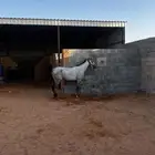 فرس جزيريه
