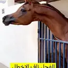 حصان فحل تشبية خيل