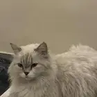 قطة ضائعة حامل