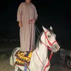 حصان شعبي كفو