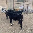 معزا