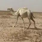 ناقة لقحة للبيع