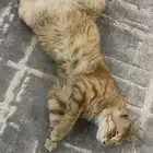 تبني قط عمره سنه ونص معقم