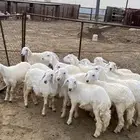 رخال طيبه