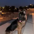 كلب جيرمان