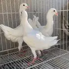 مالتيز جوز بفرخه