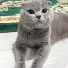 قطه سكوتش فولد
