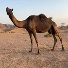 مجهم للبيع