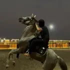 حصان شعبي شيخ