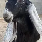 تيس عارضي