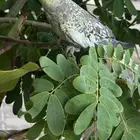 ببغاء كروان اليف